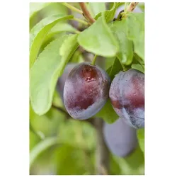 Prunus domestica 'Stanley', Pflaume, süß, 150–200 cm