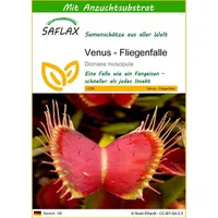 SAFLAX - Venus - Fliegenfalle - 10 Samen -
