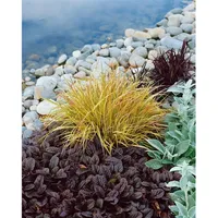 Pflanzen Für Dich Carex sylvatica, Wald-Segge, ca. 9x9 cm