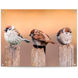Poster REINDERS "Vogelfamilie", beige (farbe bild(er): beige), B:80cm H:60cm T:0,1cm, Leinwand, Bilder