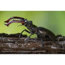 Sony SEL 70-200mm f/4,0 OSS II