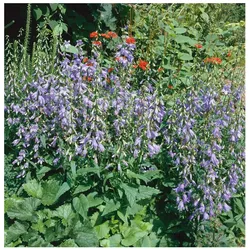 Campanula rapunculoides, Glockenblume, ca. 9x9 cm Topf