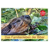Calvendo Das Familienleben der Biber (Wandkalender 2026 DIN A3
