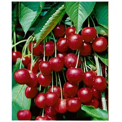 Prunus avium 'Hedelfinger Riesenkirsche', 150–200 cm, süß, saftig