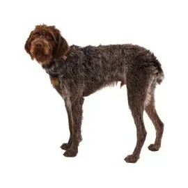 Ruffwear Front Range Hundegeschirr moonlight mountains M