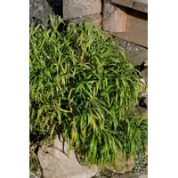 Pflanzen Für Dich Melica altissima 'Atropurpurea' Ziergras, purpurrot, ca.