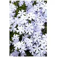 Pflanzen Für Dich Phlox subulata 'Emerald Cushion Blue', Polsterphlox,