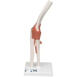 Funktionales Ellenbogengelenkmodell - 3B Smart Anatomy