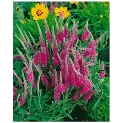 Veronica spicata 'Rotfuchs', Ähriger Ehrenpreis, rosa, ca. 9x9 cm Topf