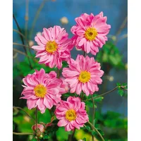 Pflanzen Für Dich Anemone japonica 'Bressingham Glow', Herbstanemone, rosa,