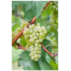 Vitis vinifera 'Bianca', Weinrebe, 80–100 cm