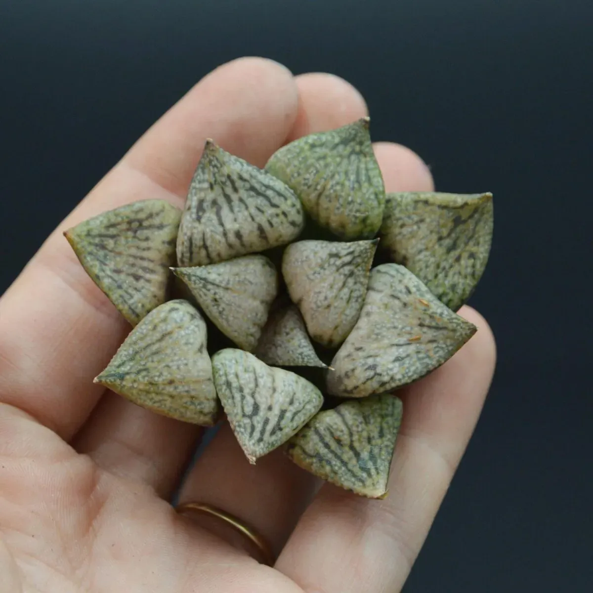 Haworthia Snow Scene