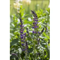 Pflanzen-für-dich.de Salvia nemorosa Mainacht Steppen-Salbei 2-3 Liter Container