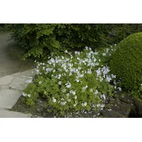 Pflanzen Für Dich Geranium clarkei 'Kashmir White', Storchschnabel, ca.