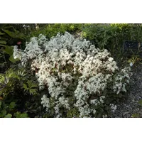Pflanzen Für Dich Saxifraga cortusif.var.fort.'Rubrifolia' p 0,5