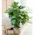 BALDUR Garten 1x Monstera Fensterblatt ca. 60-70 cm hoch