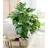 BALDUR Garten 1x Monstera Fensterblatt ca. 60-70 cm hoch