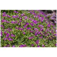 Pflanzen Für Dich Delosperma sutherlandii, Mittagsblume, ca. 9x9 cm