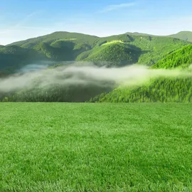 Steffensmeier Ransenteppich, Grün, Größe: 400x100 cm