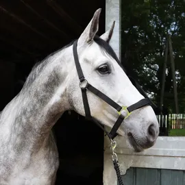 EQuest Halfter Regular Plus aus Polypropylen, schwarz - M / Vollblut / Cob