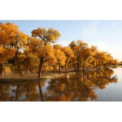 Fototapete PAPERMOON "HERBST LANDSCHAFT-CHINA SEE WALD BÄUME STRAND SONNE", bunt, B:5,00m L:2,80m, Vlies, Tapeten