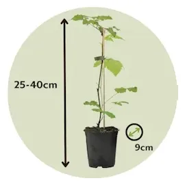 Plant in a Box - Rubus ideaus 'Autumn Bliss' - Höhe 25-40cm