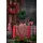 APELT Tischläufer APELT "9539 WINTERWELT, Weihnachtsdeko, Weihnachten", rot, B:48cm L:140cm, Baumwolle, Tischdecken, Digitaldruck