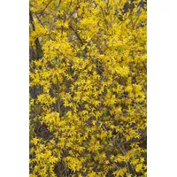 Pflanzen-für-dich.de Forsythia 'Lynwood' Goldglöckchen, leuchtend Gelb 40–60 cm