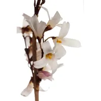 Pflanzen Für Dich Abeliophyllum distichum, Weiße Forsythie, duftend, 40–60
