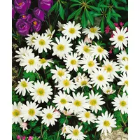 Pflanzen Für Dich Anemone rivularis, Flussanemone ca. 9x9 cm