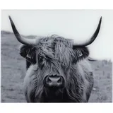 WENKO »Highland Cattle,