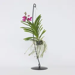 Plant in a Box - Vanda-Orchidee - Vanda 'Pink' - Höhe 45-55cm