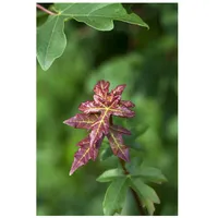 Pflanzen Für Dich Acer campestre, Feldahorn, 40–60 cm,