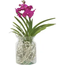 Plant in a Box - Vanda 'Cerise' - Höhe 40-50cm - Topf 14cm