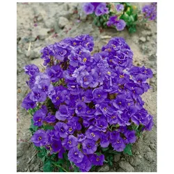 Aubrieta x cult. 'Sauerland', Blaukissen, violett, ca. 9x9 cm Topf