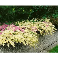 Pflanzen Für Dich Cytisus kewensis, Besenginster, cremegelb, 20–30 cm