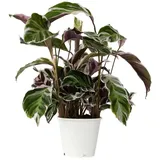 Plant in a Box - Calathea Fusion' - Höhe 30-40cm
