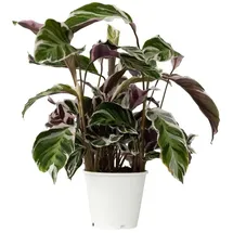 Plant in a Box - Calathea Fusion' - Höhe 30-40cm