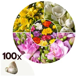 Plant in a Box - Freesien - 100 Stk - Freesia Mix - Blumenzwiebeln - Mehrfarbig