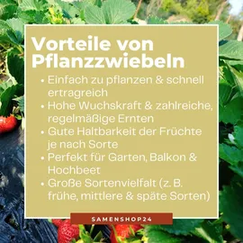 Dürr-Samen Monatserdbeeren Rügen