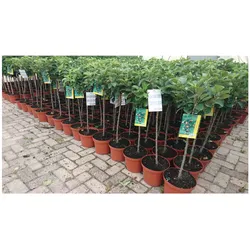 Prunus domestica 'Zwergobst', Terrassenobst, 40 cm Stammhöhe