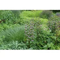 Pflanzen Für Dich Phlomis tuberosa p 0,5