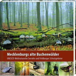 Mecklenburgs alte Buchenwälder