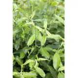 Pflanzen Für Dich Salix cinerea Grau-Weide 60–100 cm