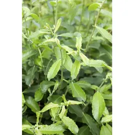 Pflanzen Für Dich Salix cinerea Grau-Weide 60–100 cm