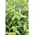 Pflanzen Für Dich Salix cinerea Grau-Weide 60–100 cm