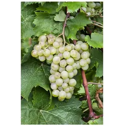 Vitis vinifera 'Millenium', Weinrebe, 80–100 cm