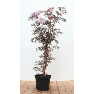 PlantaPro Schwarz roter Holunder Sambucus nigra 'Black Lace' 60–80 cm winterhart Freilandaufzucht