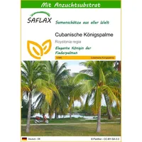 SAFLAX - Cubanische Königspalme - 8 Samen - Mit keimfreiem Anzuchtsubstrat - Roystonia regia