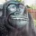 Intex Giant Gorilla Sprinkler 56595NP